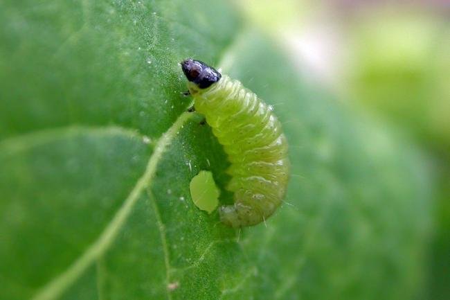 Phtheochroa rugosana, larval. Low Conniscliffe, 26-07-2021. Copyright Keith Dover.