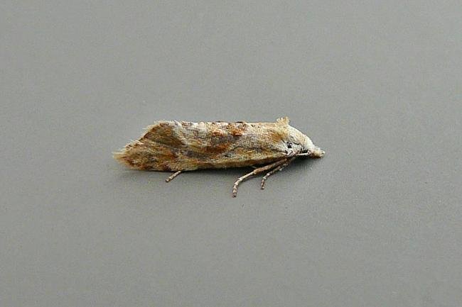 Cochylimorpha straminea, adult. Chester-le-Street, 29-08-2014. Copyright Keith Dover.
