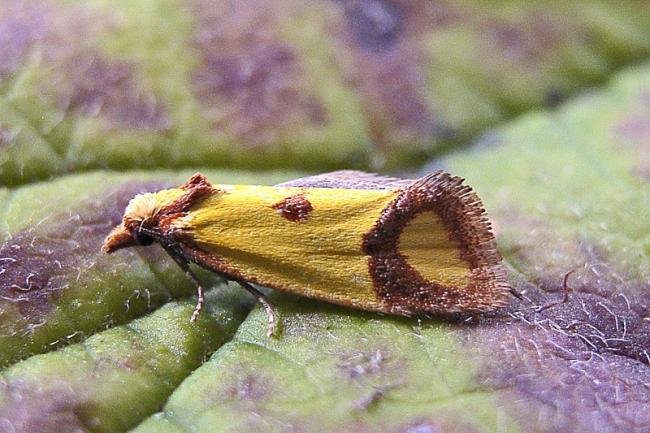 Agapeta zoegana, adult. Taken outside Durham, 19-07-2007. Copyright Keith Dover.