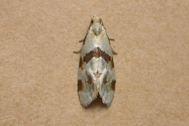 Aethes cnicana, adult. Taken outside Durham, 14-06-2006. Copyright Keith Dover.