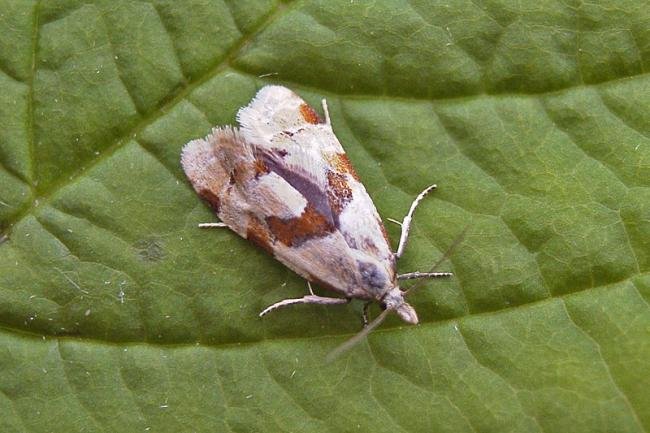 Aethes rubigana, adult. Taken outside Durham, 12-06-2007. Copyright Keith Dover.