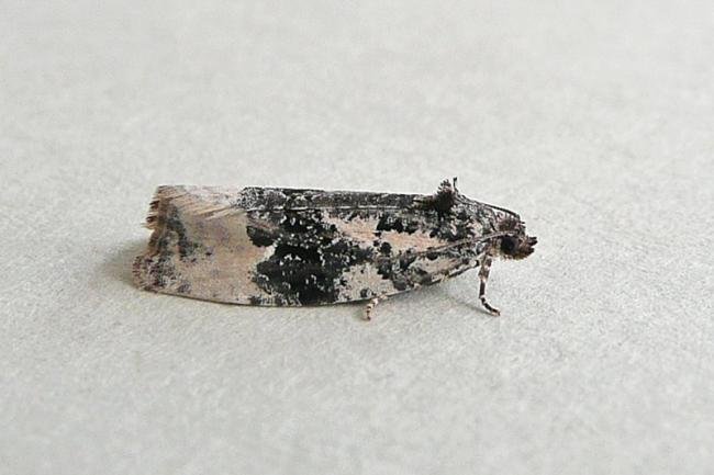 Apotomis turbidana, adult. Taken outside Durham, 07-07-2013. Copyright Keith Dover.