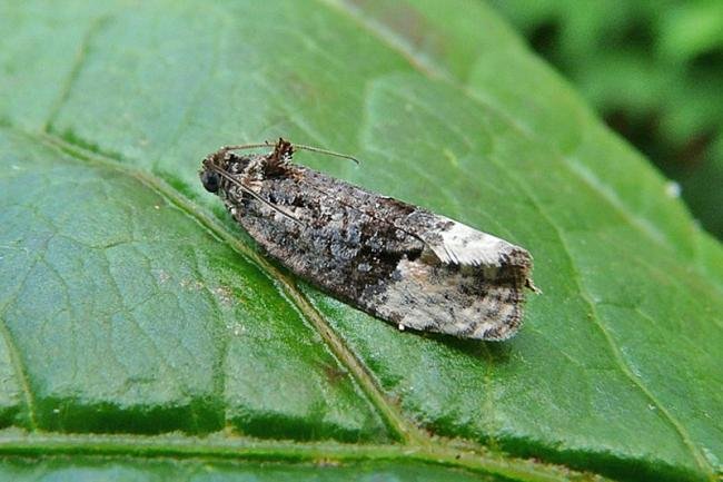 Apotomis betuletana, adult. Chester-le-Street, 24-08-2011. Copyright Keith Dover.