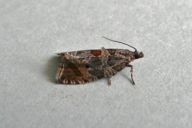 Celypha cespitana, adult. Taken outside Durham, 18-07-2013. Copyright Keith Dover.