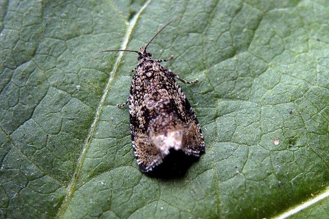 Celypha lacunana, adult. Taken outside Durham, 08-07-2005. Copyright Keith Dover.