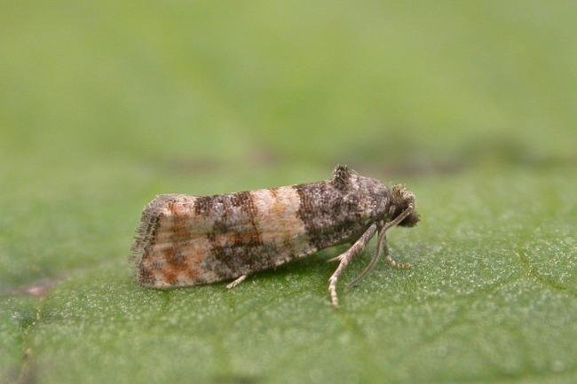Piniphila bifasciana, adult. Chester-le-Street, 22-06-2025. Copyright Keith Dover.