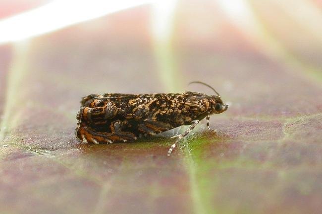Cherry Bark Tortrix (Enarmonia formosana), adult. Chester-le-Street, 11-08-2015. Copyright Keith Dover.