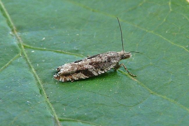 Ancylis unguicella, adult. Waskerley Park, 11-06-2014. Copyright Keith Dover.
