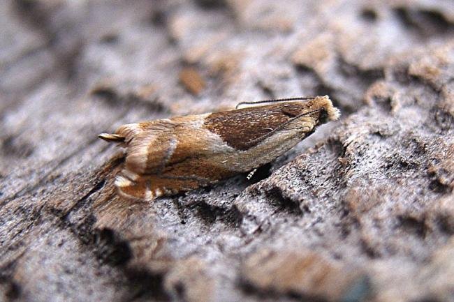 Ancylis badiana, adult. Chester-le-Street, 28-07-2007. Copyright Keith Dover.