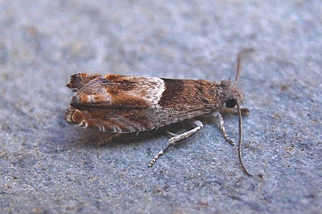 Nut Bud Moth (Epinotia tenerana), adult. Taken outside Durham, 05-07-2007. Copyright Keith Dover.
