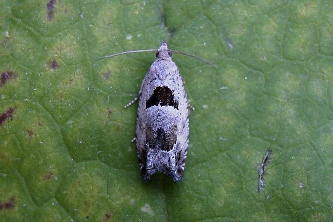 Epinotia ramella, adult. Taken outside Durham, 31-08-2006. Copyright Keith Dover.