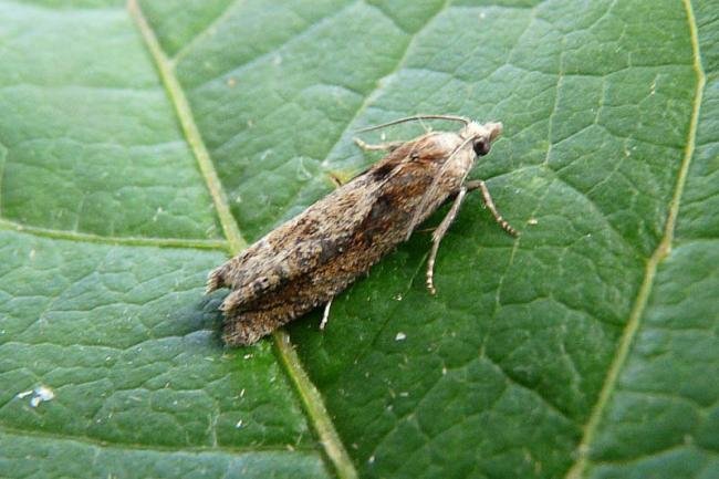 Eucosma hohenwartiana, adult. Wingate Quarry, 14-07-2011. Copyright Keith Dover.