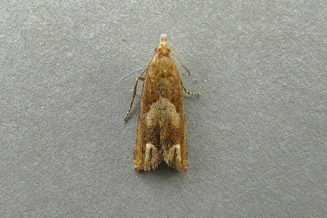 Eucosma conterminana, adult. Chester-le-Street, 12-07-2009. Copyright Keith Dover.