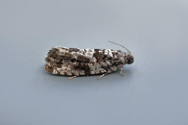 Gypsonoma oppressana, adult. Chester-le-Street, 15-07-2015. Copyright Keith Dover.