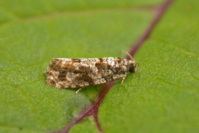 Gypsonoma oppressana, adult. Chester-le-Street, 22-06-2025. Copyright Keith Dover.