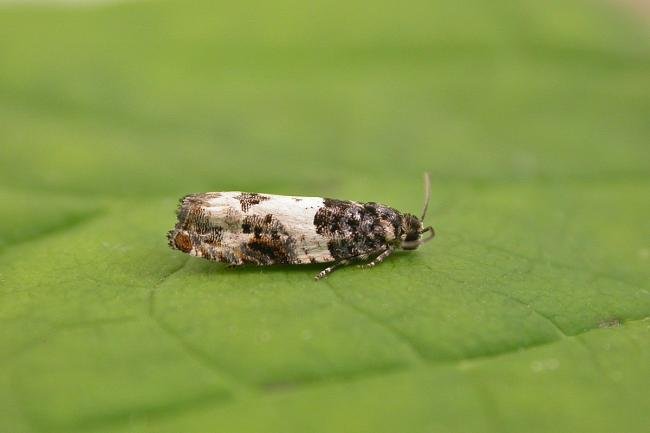 Gypsonoma sociana, adult. Chester-le-Street, 22-06-2025. Copyright Keith Dover.