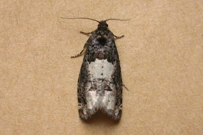 Epiblema scutulana, adult. Taken outside Durham, 14-06-2006. Copyright Keith Dover.