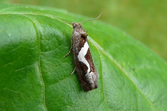 Epiblema foenella, adult. Chester-le-Street, 15-07-2008. Copyright Keith Dover.