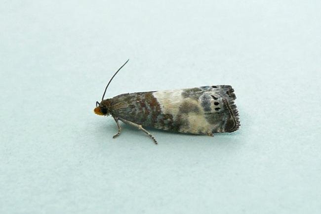Notocelia cynosbatella, adult. Chester-le-Street, 07-07-2013. Copyright Keith Dover.