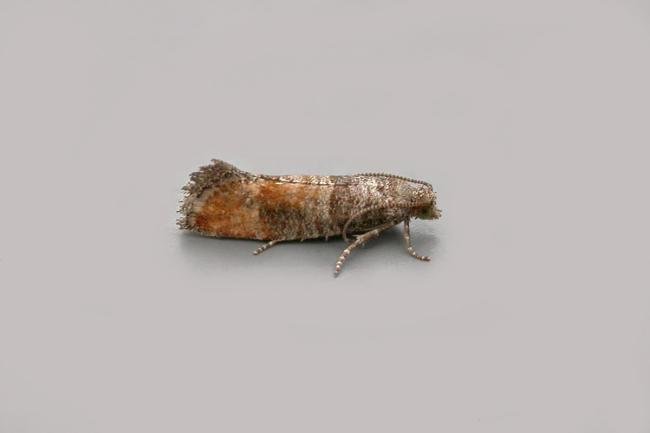 Pine Leaf-mining Moth (Clavigesta purdeyi), adult. Chester-le-Street, 15-08-2021. Copyright Keith Dover.