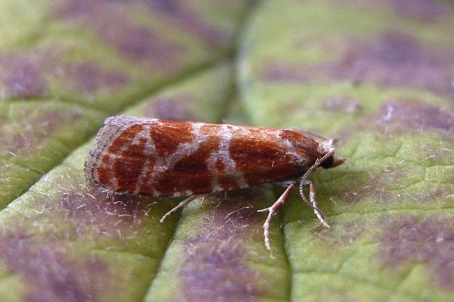 Rhyacionia pinicolana, adult. Chester-le-Street, 19-07-2007. Copyright Keith Dover.