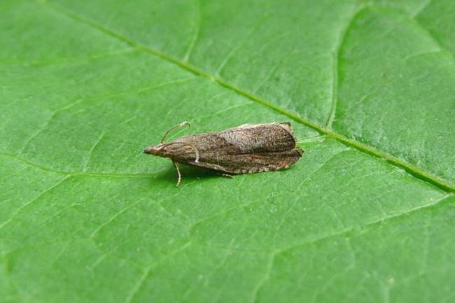 Dichrorampha simpliciana, adult. Chester-le-Street, 21-07-2013. Copyright Keith Dover.