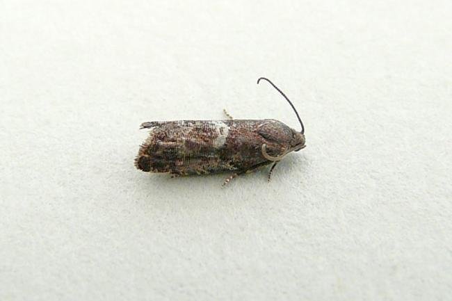 Cydia coniferana, adult. Chester-le-Street, 25-07-2012. Copyright Keith Dover.