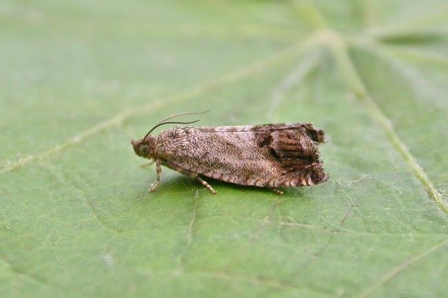 Cydia splendana, adult. Chester-le-Street, 20-08-2015. Copyright Keith Dover.