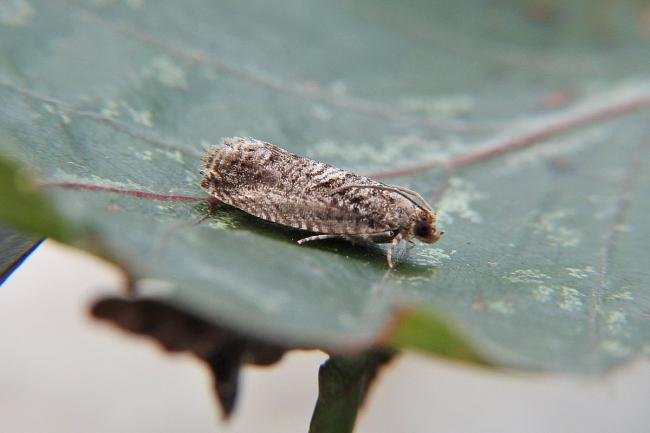 Cydia fagiglandana, adult. Chester-le-Street, 15-06-2017. Copyright Keith Dover.