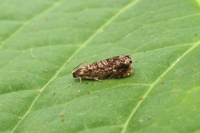 Grapholita janthinana, adult. Chester-le-Street. Copyright Keith Dover.