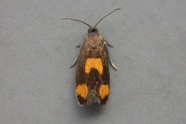 Pammene aurana, adult. Taken outside Durham, 04-07-2007. Copyright Keith Dover.