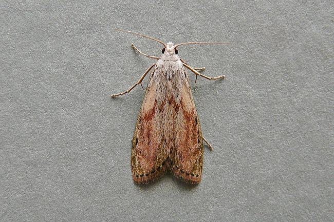 Bee Moth (Aphomia sociella), adult. Chester-le-Street, 28-06-2009. Copyright Keith Dover.