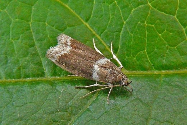 Cryptoblabes bistriga, adult. Taken outside Durham, 06-07-2011. Copyright Keith Dover.