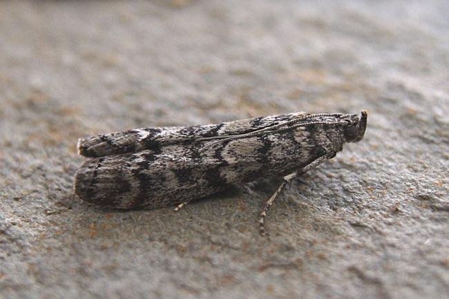 Dioryctria abietella, adult. Chester-le-Street, 06-08-2007. Copyright Keith Dover.
