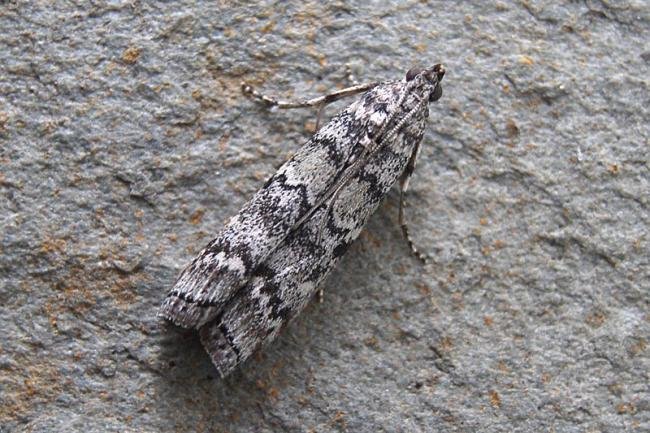 Dioryctria abietella, adult. Chester-le-Street, 06-08-2007. Copyright Keith Dover.