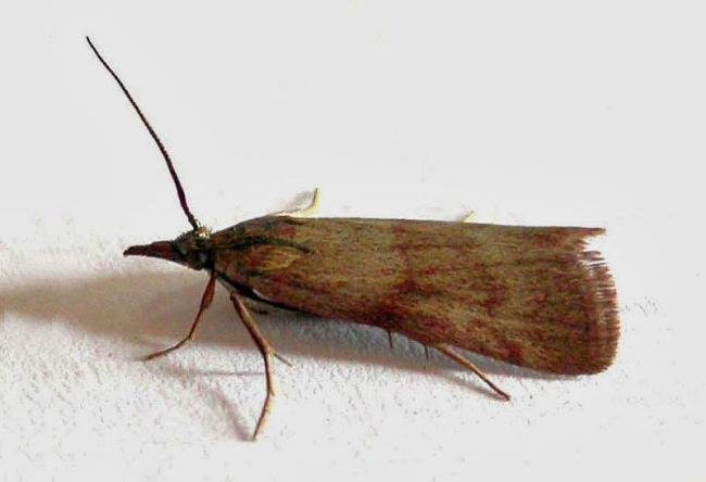Hypochalcia ahenella, adult. Thrislington Quarry, 10-06-2006. Copyright Keith Dover.