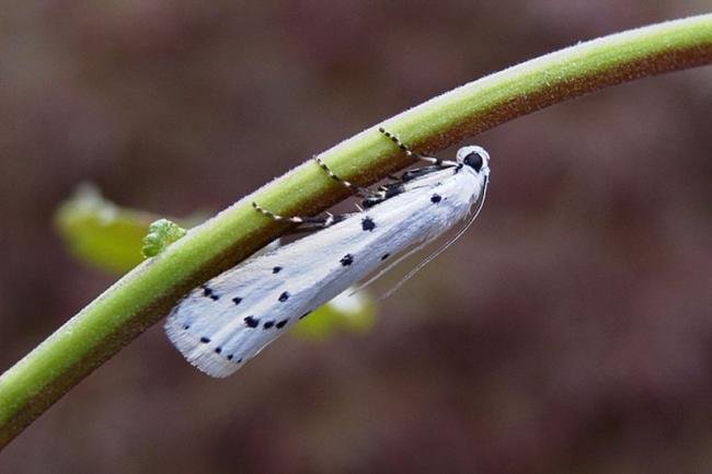 Thistle Ermine (Myelois circumvoluta), adult. Taken outside Durham, 04-07-2004. Copyright Keith Dover.