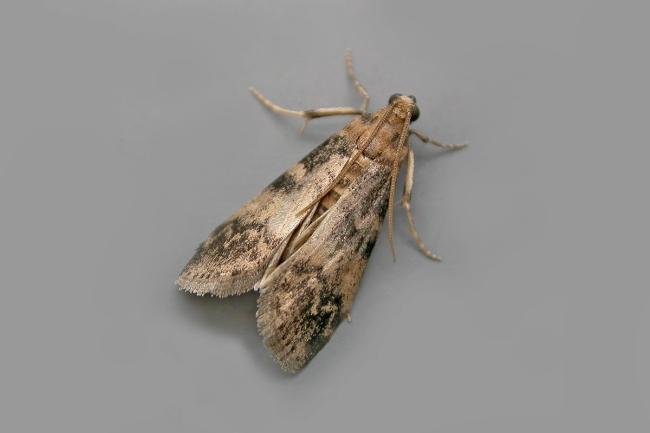 Euzophera pinguis, adult. Chester-le-Street, 05-08-2021. Copyright Keith Dover.