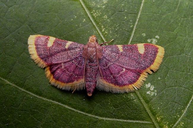 Gold Triangle (Hypsopygia costalis), adult. Chester-le-Street, 05-09-2005. Copyright Keith Dover.