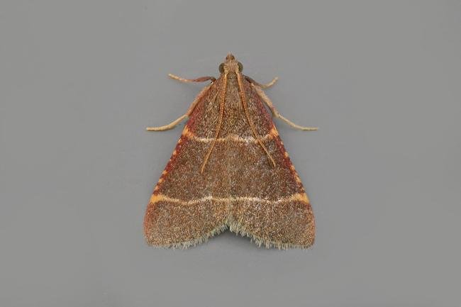 Hypsopygia glaucinalis, adult. Chester-le-Street, 06-09-2021. Copyright Keith Dover.