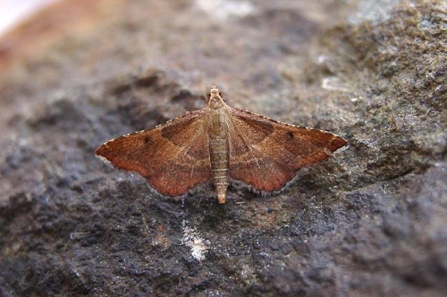 Endotricha flammealis, adult. Taken outside Durham, 30-07-2004. Copyright Keith Dover.
