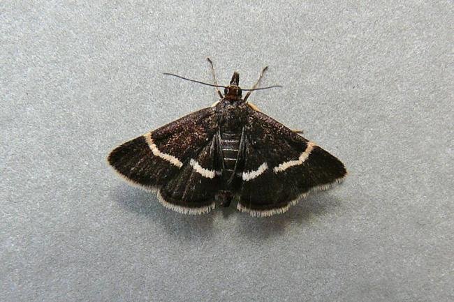 Pyrausta cingulata, adult. Penshaw Hill, 03-06-2009. Copyright Keith Dover.