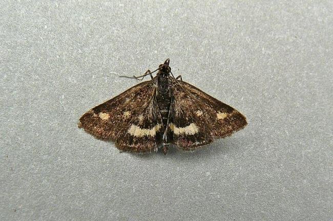 Pyrausta aurata, adult. Taken outside Durham, 03-06-2009. Copyright Keith Dover.