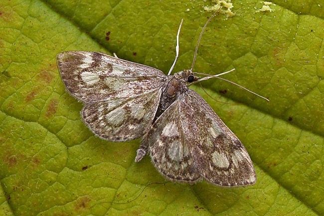 Anania coronata, adult. Chester-le-Street, 14-07-2007. Copyright Keith Dover.