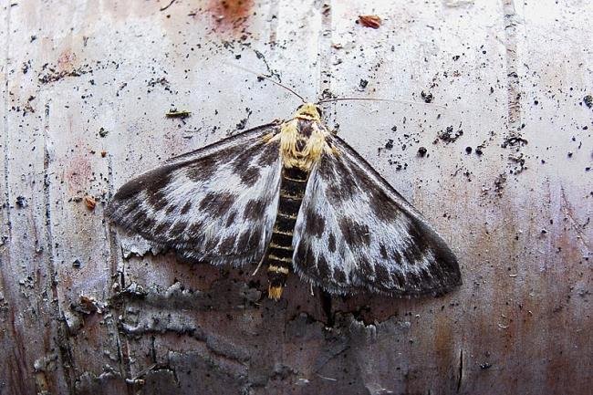 Small Magpie (Anania hortulata), adult. Taken outside Durham, 08-07-2005. Copyright Keith Dover.