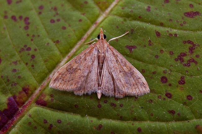 Rusty-dot Pearl (Udea ferrugalis), adult. Chester-le-Street, 28-09-2006. Copyright Keith Dover.