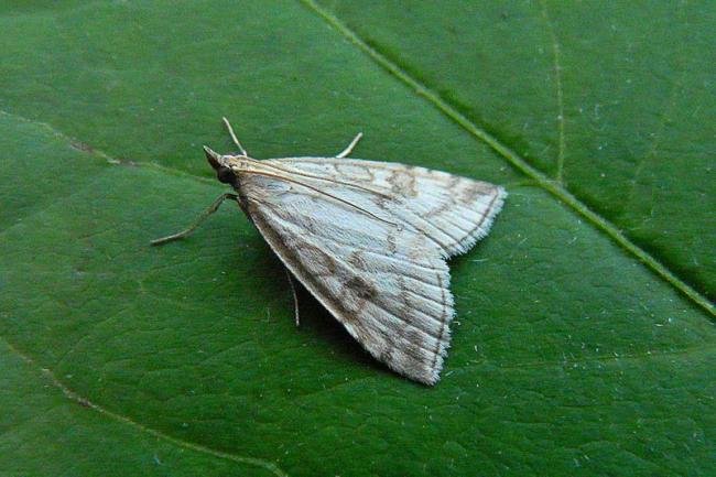 Udea lutealis, adult. Framwellgate Moor, 17-08-2009. Copyright Keith Dover.