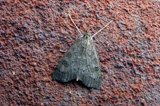 Udea prunalis, adult. Taken outside Durham, 19-07-2005. Copyright Keith Dover.