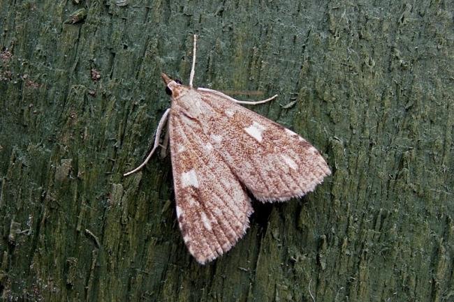 Udea olivalis, adult. Taken outside Durham, 10-07-2006. Copyright Keith Dover.