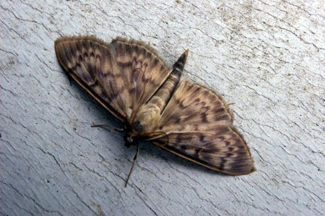 Mother of Pearl (Patania ruralis), adult. Taken outside Durham, 22-07-2004. Copyright Keith Dover.